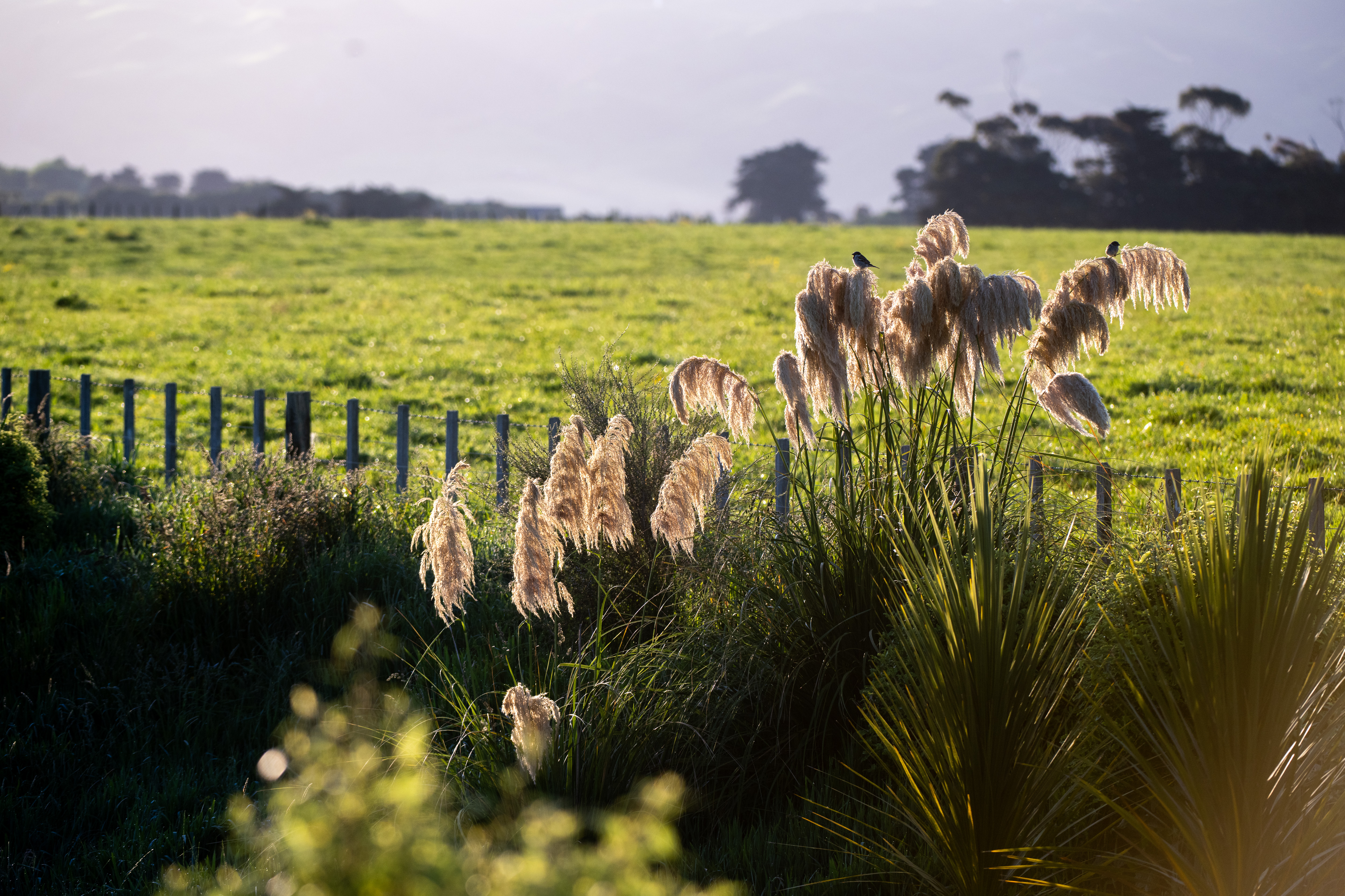 20241119 RAV Stewartdairylands Manawatu 028