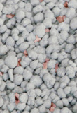 10% Potash Super