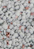 15% Potash Sulphur Super