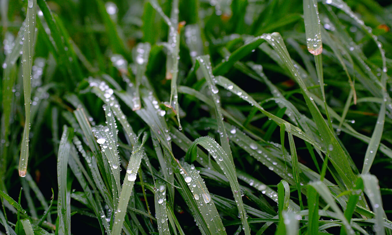 Closeup Of Grass With Rain Droplets On It (1)