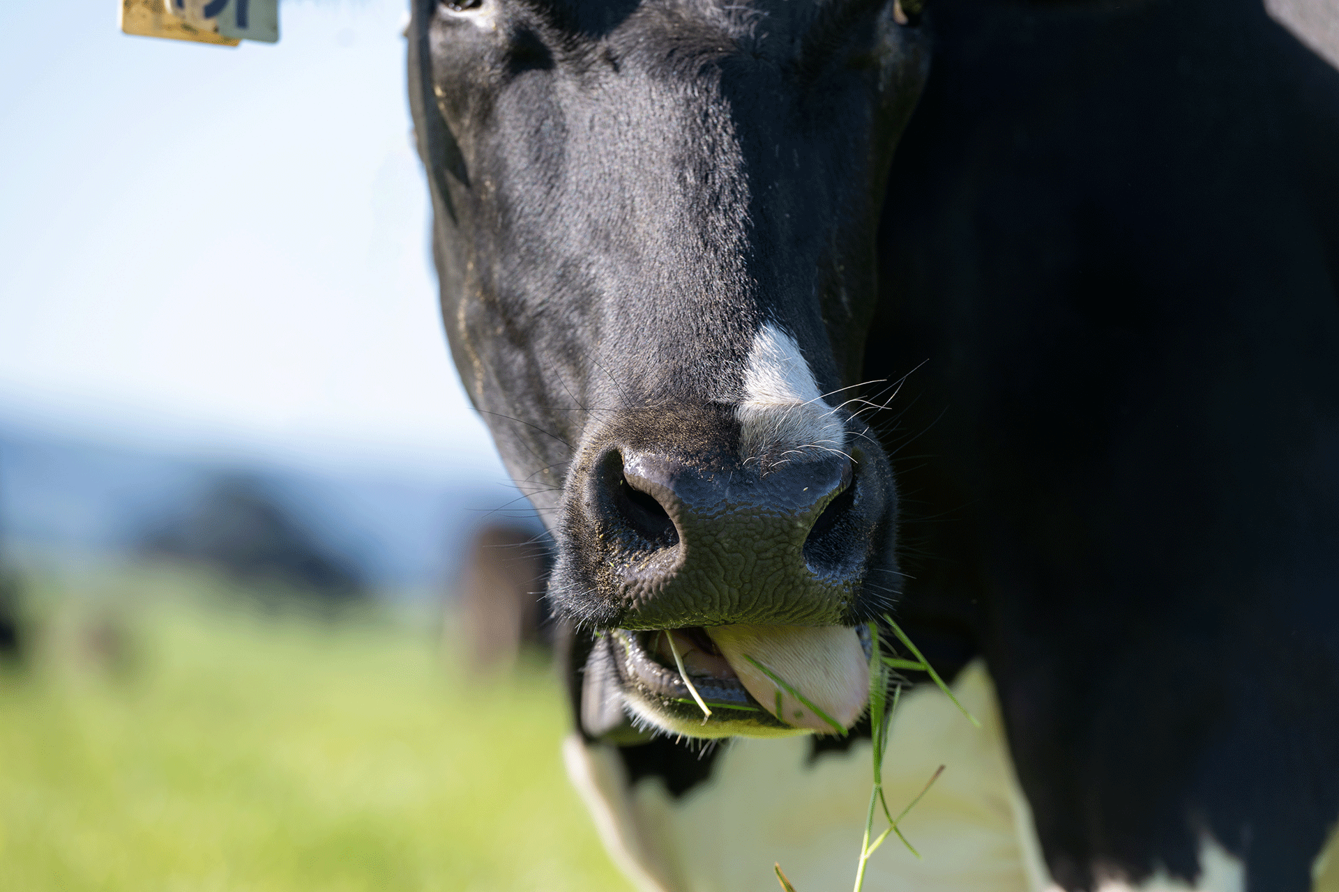 Cow (1)
