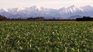 Beating the insect pests in forage brassica crops