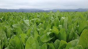 Chicory chosen as summer crop