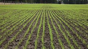 Regrassing - getting it right