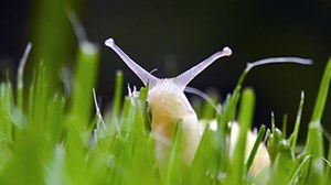 Don’t let slugs cut your stock’s lunch
