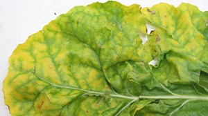 Aphids are the hidden enemy of yellowing fodder beet