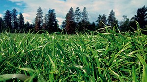 Ravensdown and Cropmark – partnership breeds success