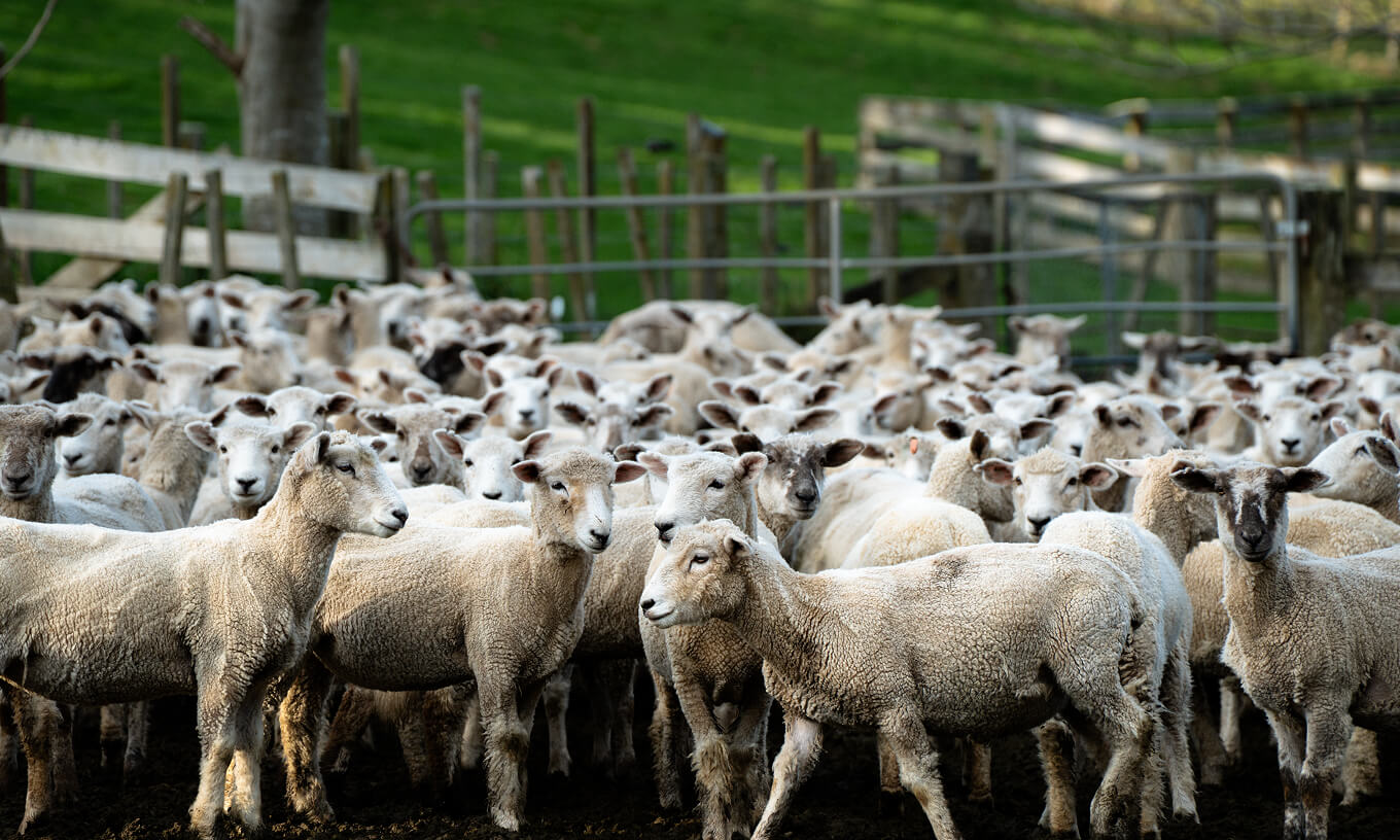 Herd Of Sheep Entering Shed On Stromy Day (1)