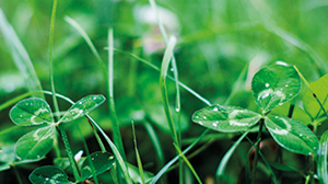 Can gibberellic acid substitute nitrogen fertiliser? 
