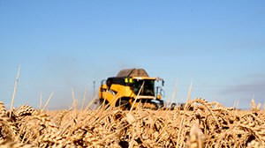 To eat wheat: local or imported? 
