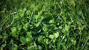 The right rhizobia  