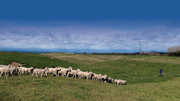 From Beef + Lamb New Zealand
