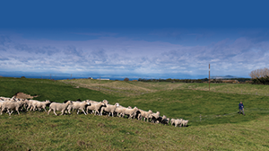 Calculator helping red meat farmers understand farm emissions profile