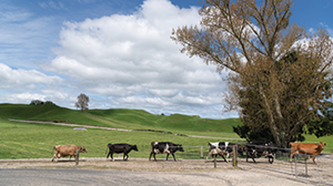 Dairy farmers cracking on with GHG goals