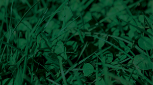 Is Molybdenum deficiency holding your clover back?