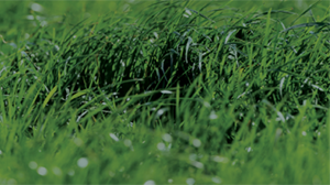 Single super is clever choice for future carbon target