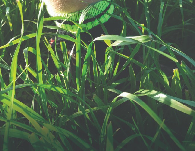 Boot in grass sprayed with Gibberellic Acid.