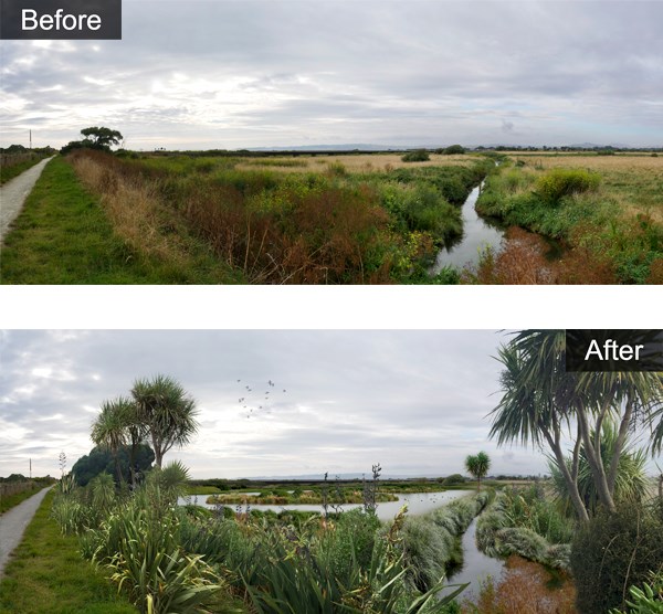 Ravensdown plans to use $630,000 for habitat biodiversity restoration in a Napier wetland (above) and an artist's impression of the final result is included (below).