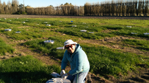 New research harnesses soil fungus for environmental mitigation  