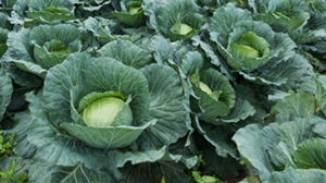 Alternative Proteins as part of future farming: claim vs reality