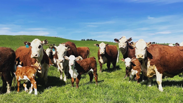 Hereford cattle on Bare Hill farm in the Makarewa Headwaters Catchment, Southland