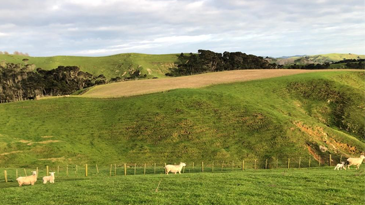 Lochiel Farmlands near Pukekohe