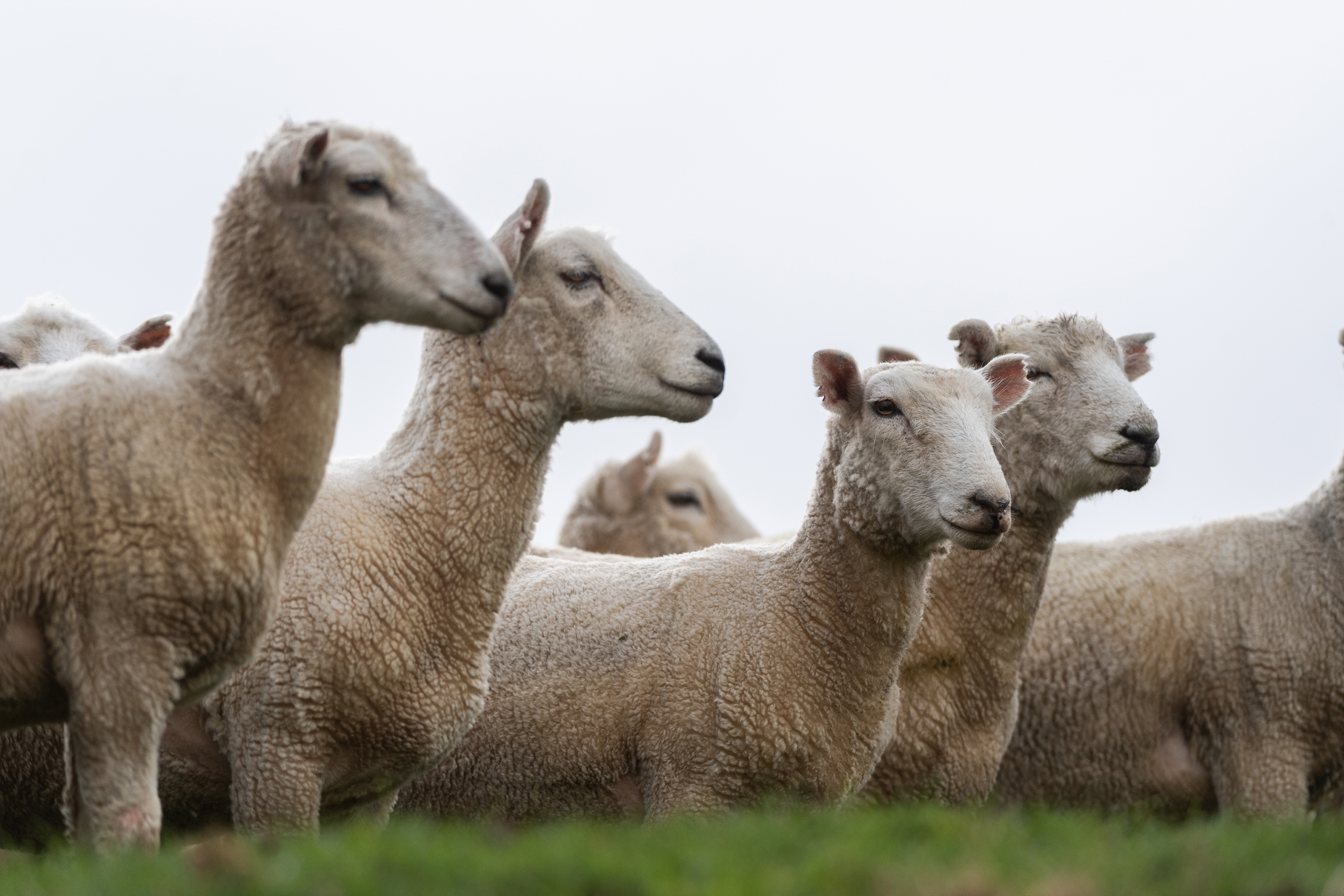 Website Banner Gisborne And Hawkes Bay