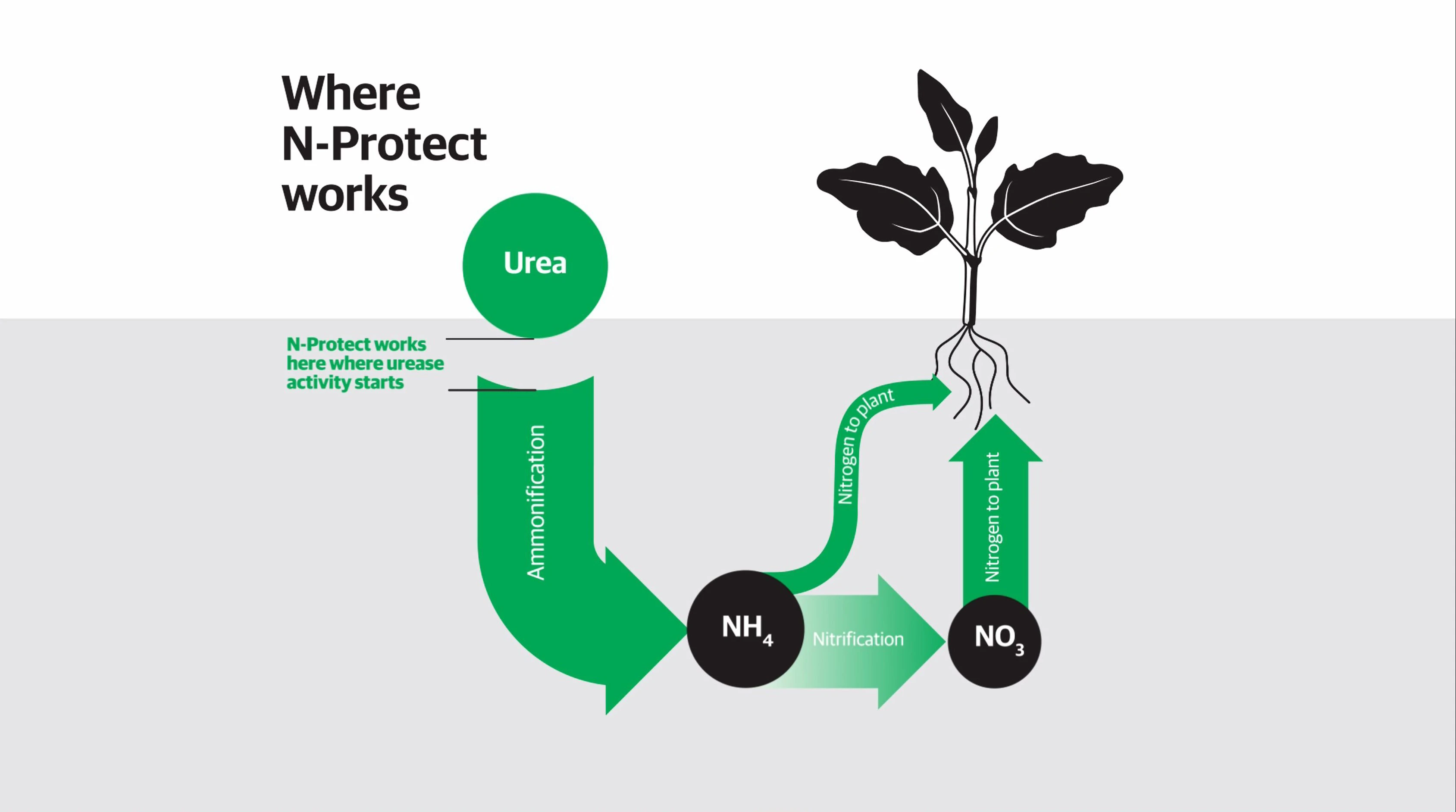 N Protect Infograph