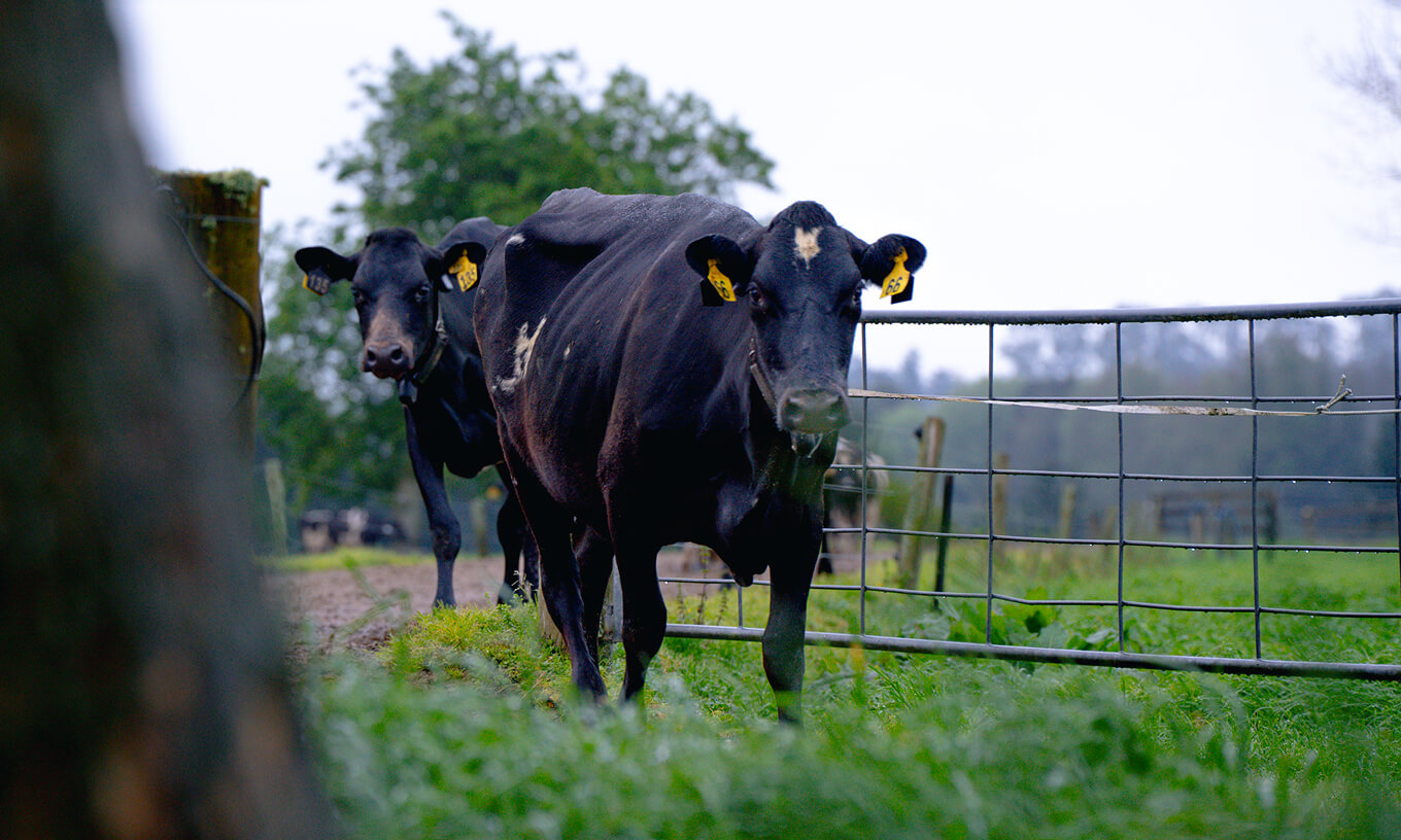 Two Dairy Farm Cows Walking Along The Paddock (1)