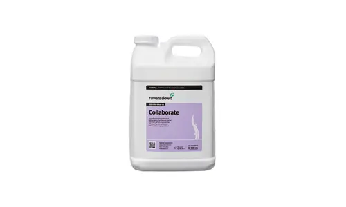 Collaborate 10L 700X420