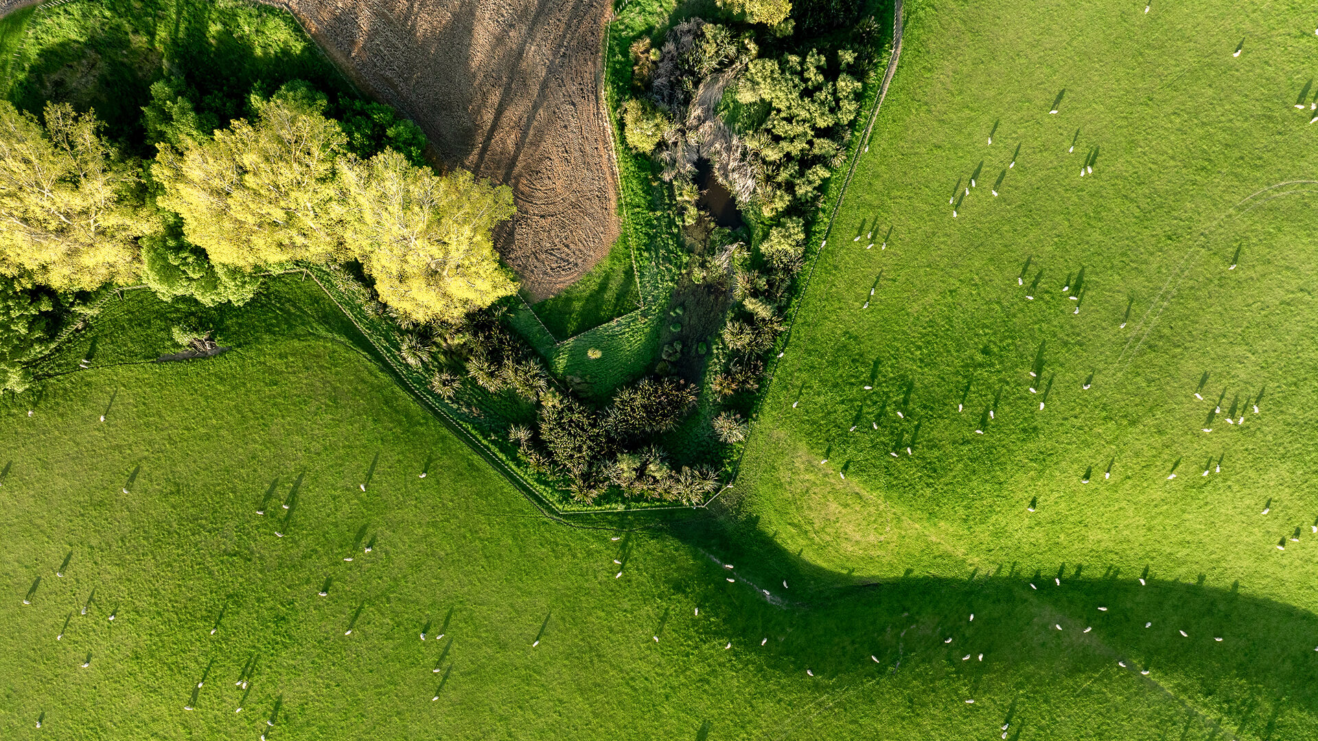 20241017 Ratanui Spring&Contracting 060 (1) 4 1 (1) (1)