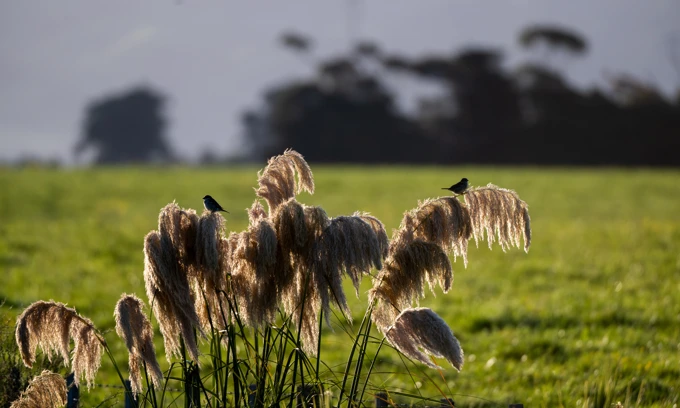 20241119 RAV Stewartdairylands Manawatu 029