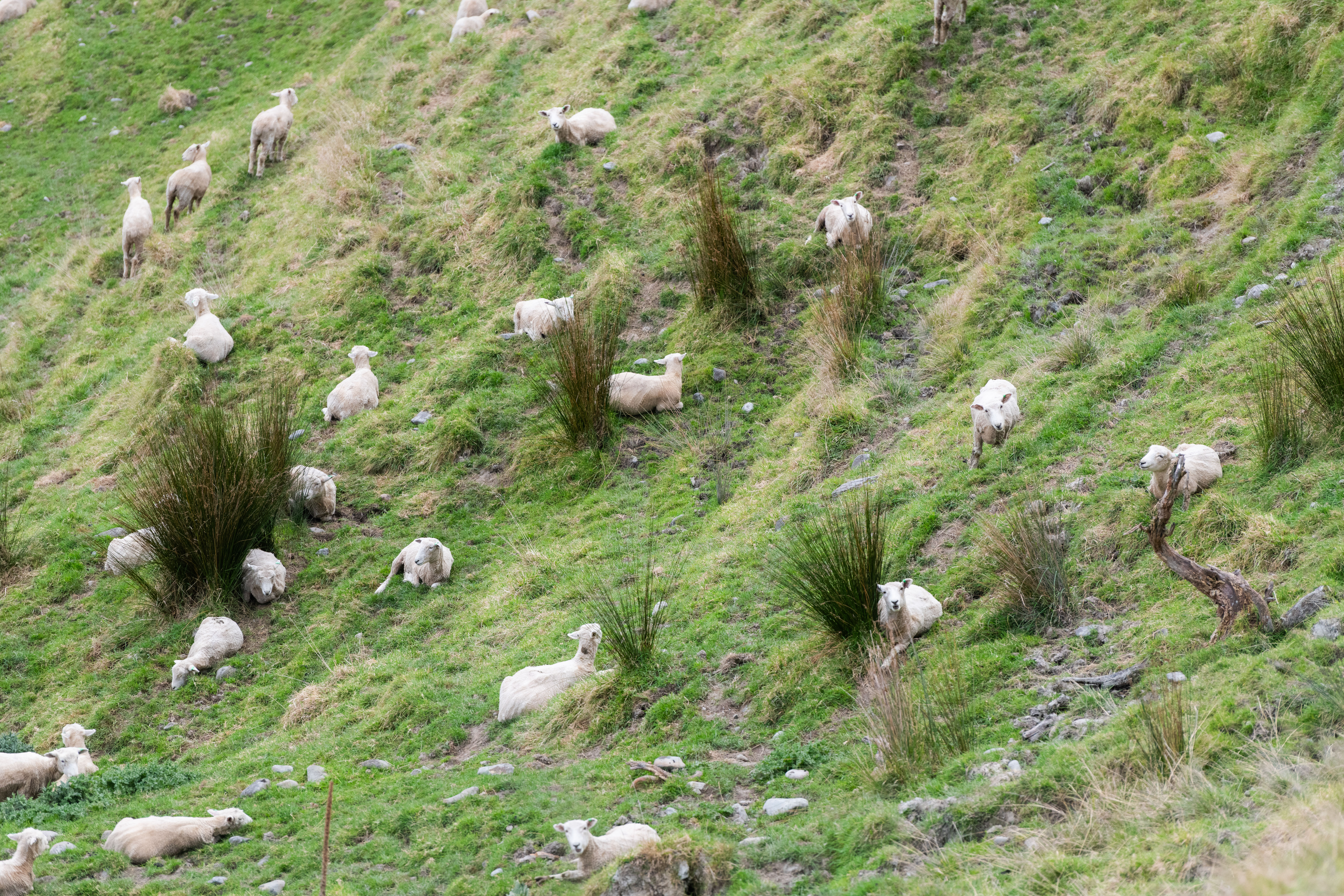 20230913 Rav Farmviews Mangaweka 003 (1)