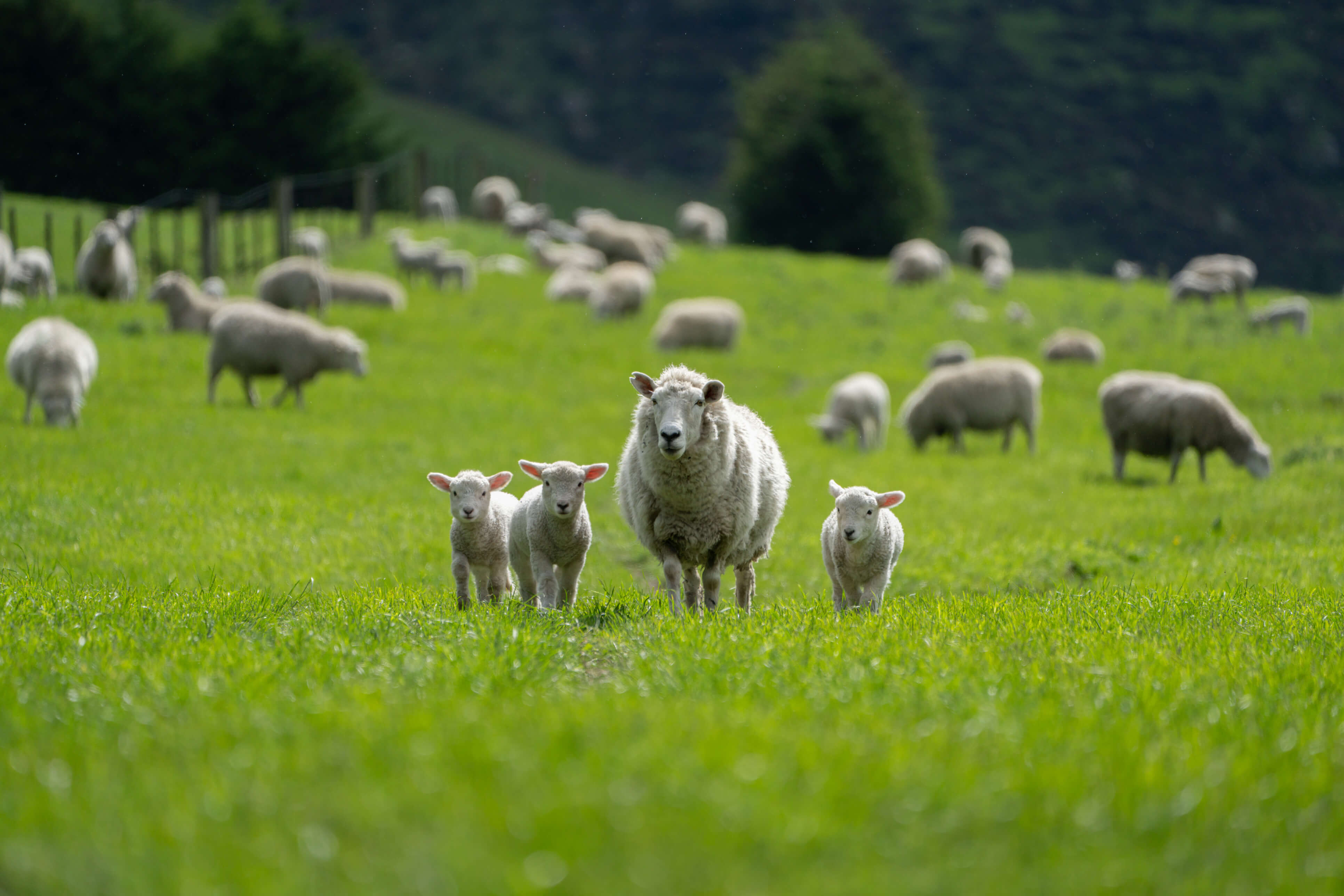Lambs And Sheep Grazing A New Zealand Paddock In Spring