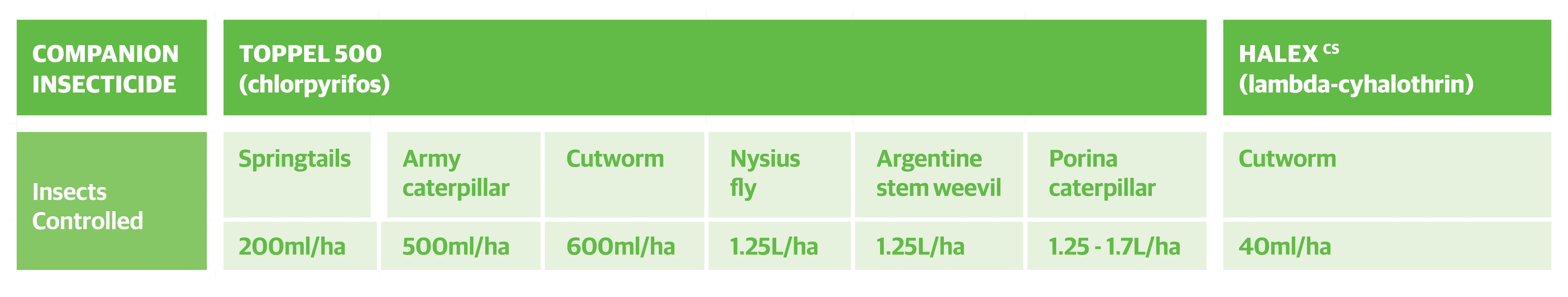 Table Forage Brassica