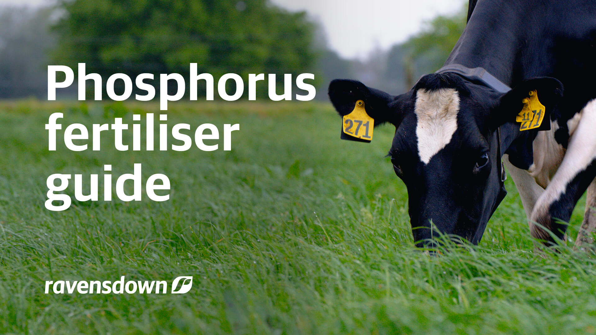 Resources Blogs Phosphorus Fertiliser Guide