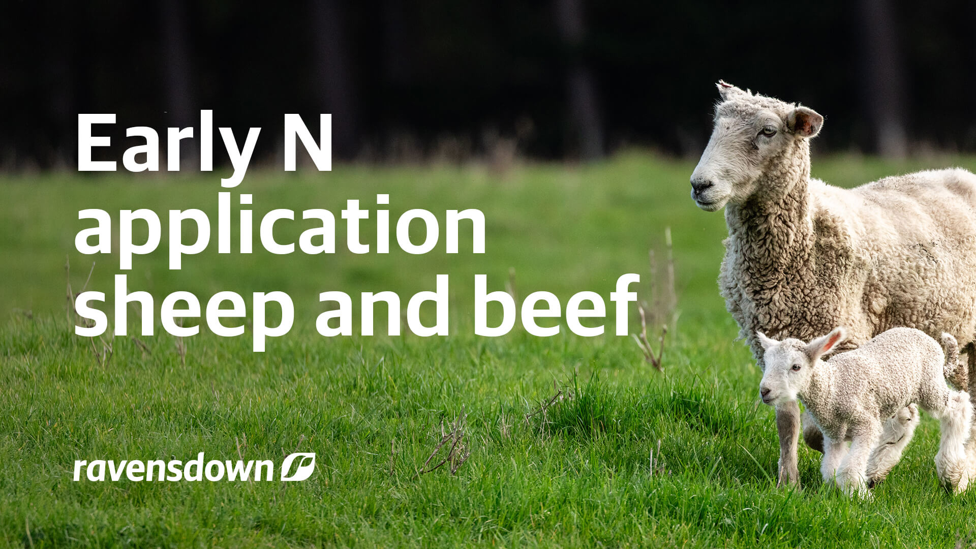Resources Blogs Early N Application For Sheep And Beef