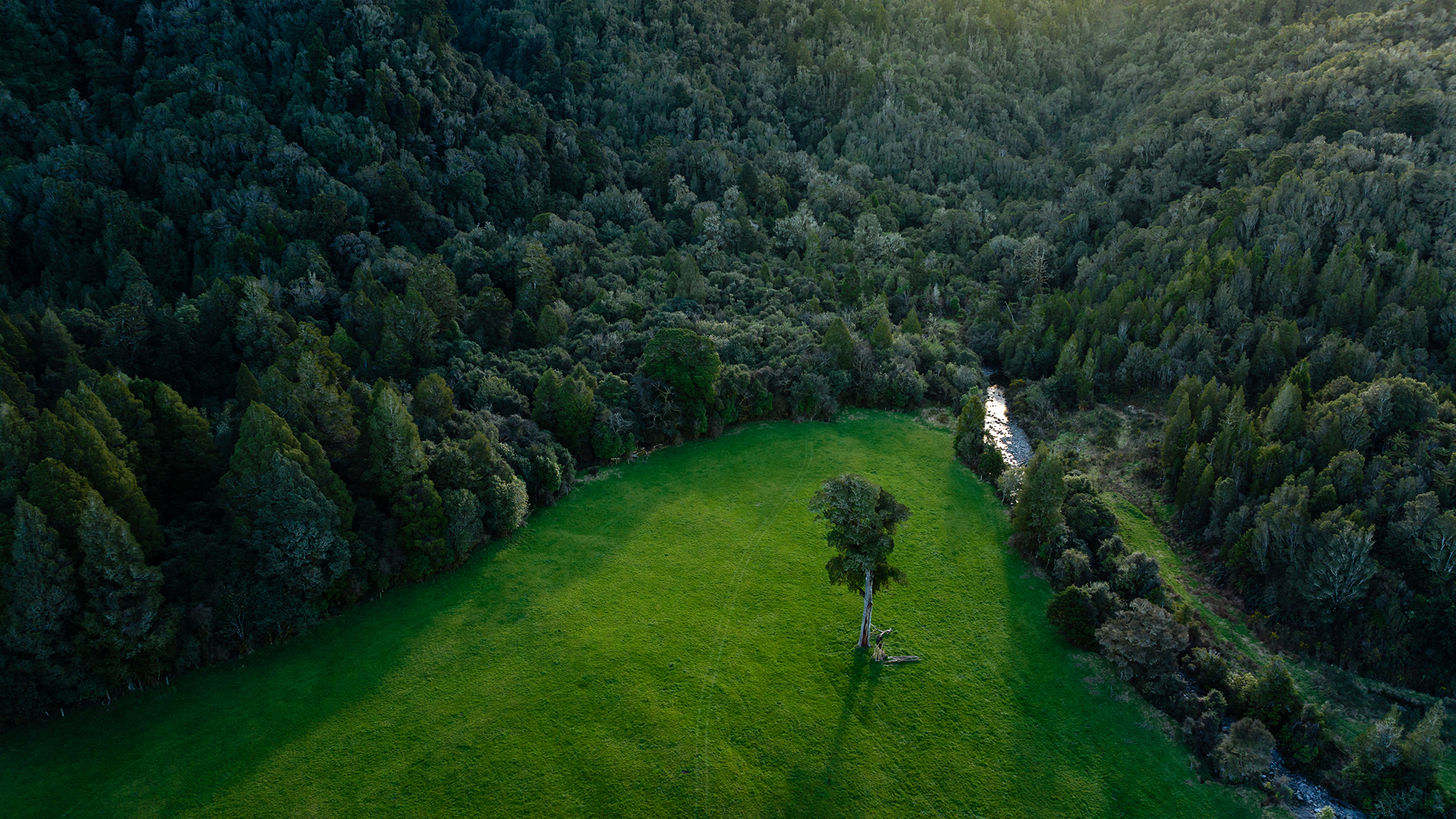 West Coast farmland beside a native forest and freshwater stream
